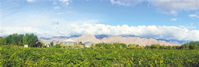 <p>　　贺兰山脚下的宁夏贺兰晴雪酒庄，葡萄树枝蔓成荫。（均资料图片）</p><p>　　